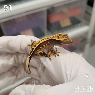 아노1b