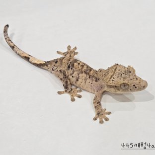 445깨범4a