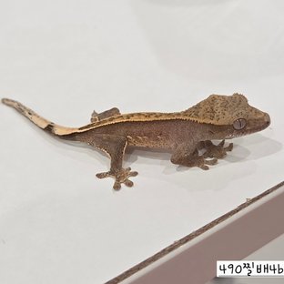 490찔배4b