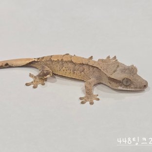 448팅크2b