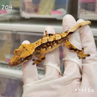 트라이 익스트림할리퀸