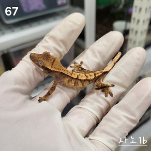 사노1b