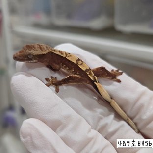 489호배5b