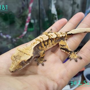 드리피 트라이 익스트림할리퀸
