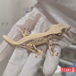 326피불3b