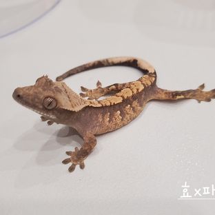 효x파3b