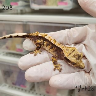 트라이 익스트림할리퀸 화이트스팟
