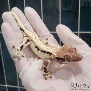 프라푸치노