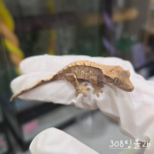 트라이 익스트림할리퀸