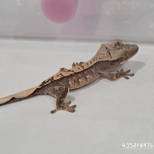 435라배7b