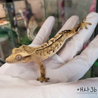 익스트림할리퀸 크림시클
