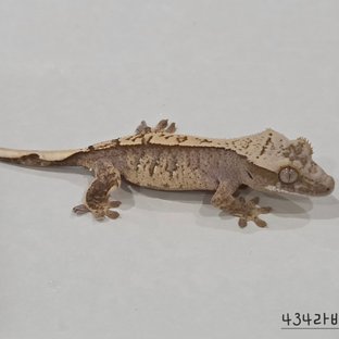 434라배7a