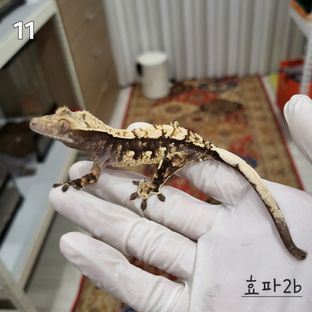 효x파2b