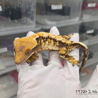 드리피 트라이 익스트림할리퀸