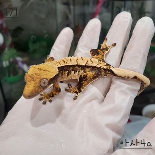트라이 익스트림할리퀸