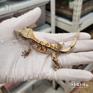 아x파4a