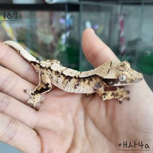 트라이 익스트림할리퀸 화이트스팟