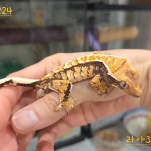 드리피 트라이 익스트림할리퀸 화이트스팟