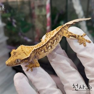 트라이 익스트림할리퀸 핀스트라이프
