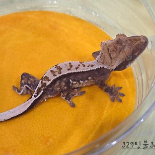 329팅불3a
