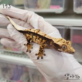 트라이 익스트림할리퀸 화이트스팟