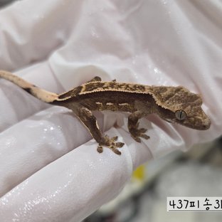 437피송3b