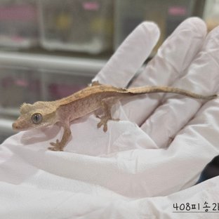 408피송2b