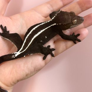 Axanthic Full Pinstripe