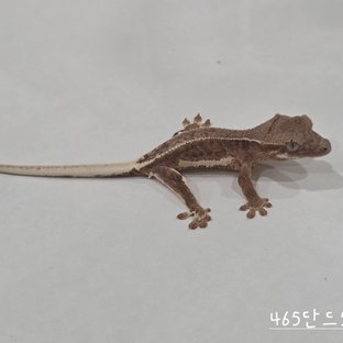 465단드5b