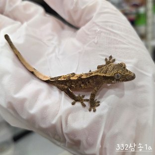 슈퍼달마시안 익스트림할리퀸