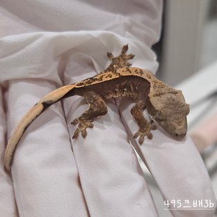 495크배3b