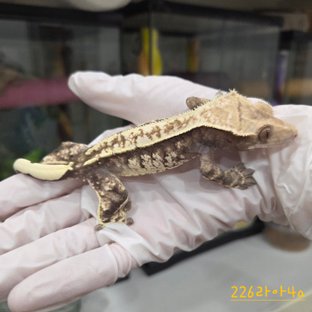 카푸치노 화이트핀