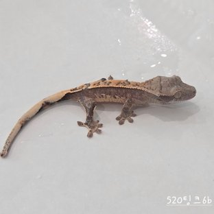 520팅크6b