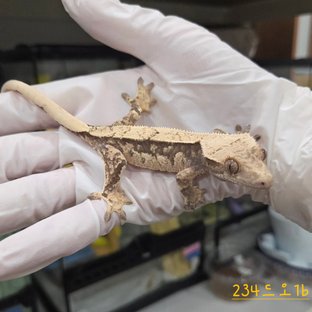 트라이 익스트림할리퀸 핀스트라이프