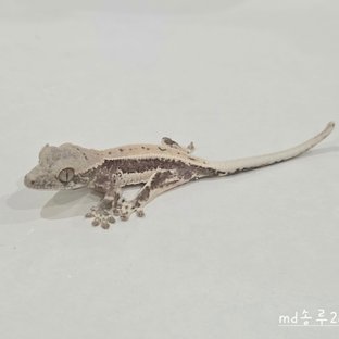 Md송루2a