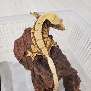 사하라