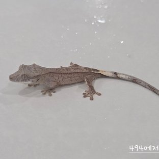 494메제5b