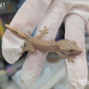 달마시안