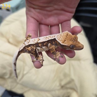 트라이 익스트림할리퀸 핀스트라이프