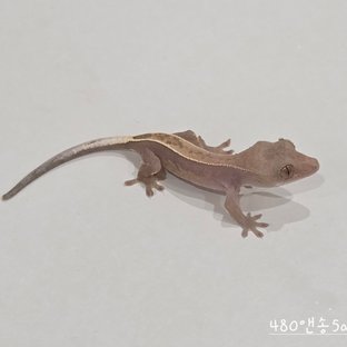 480앤송8a