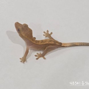 485피송5b
