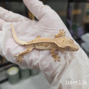 크림 릴리화이트