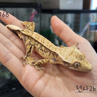트라이 익스트림할리퀸 핀스트라이프