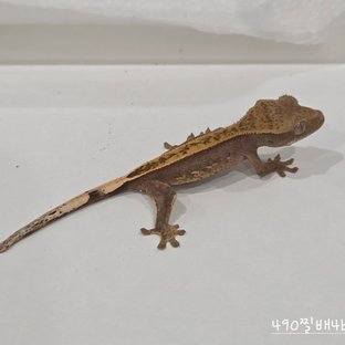 490찔배4b