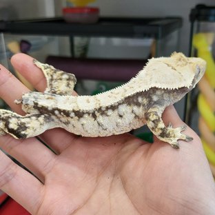 드리피 화이트스팟 트라이 익스트림할리퀸