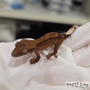 440단드4a