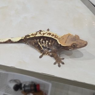 카푸치노