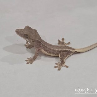464단드5a