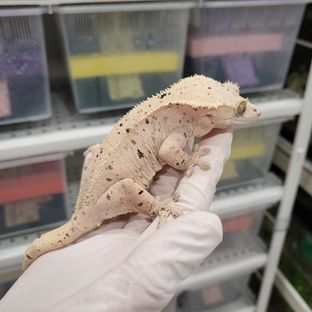레드 달마시안 슈퍼달마시안