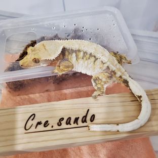 팅커벨